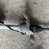 Occasion : Pont avant 2.8L CRD 163ch. pour Jeep Cherokee Liberty KJ (2005-2007)