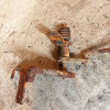 Occasion : Tringlerie de boîte de transfert ??? pour Jeep divers