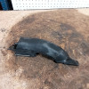 Occasion : Fixation arrière gauche pour barre de toit d'origine pour Jeep Grand Cherokee WJ, WG