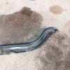 Occasion : Traverse acier de support de radiateur/capot pour Jeep Grand Cherokee WJ, WG